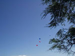 Balloon Release near trees